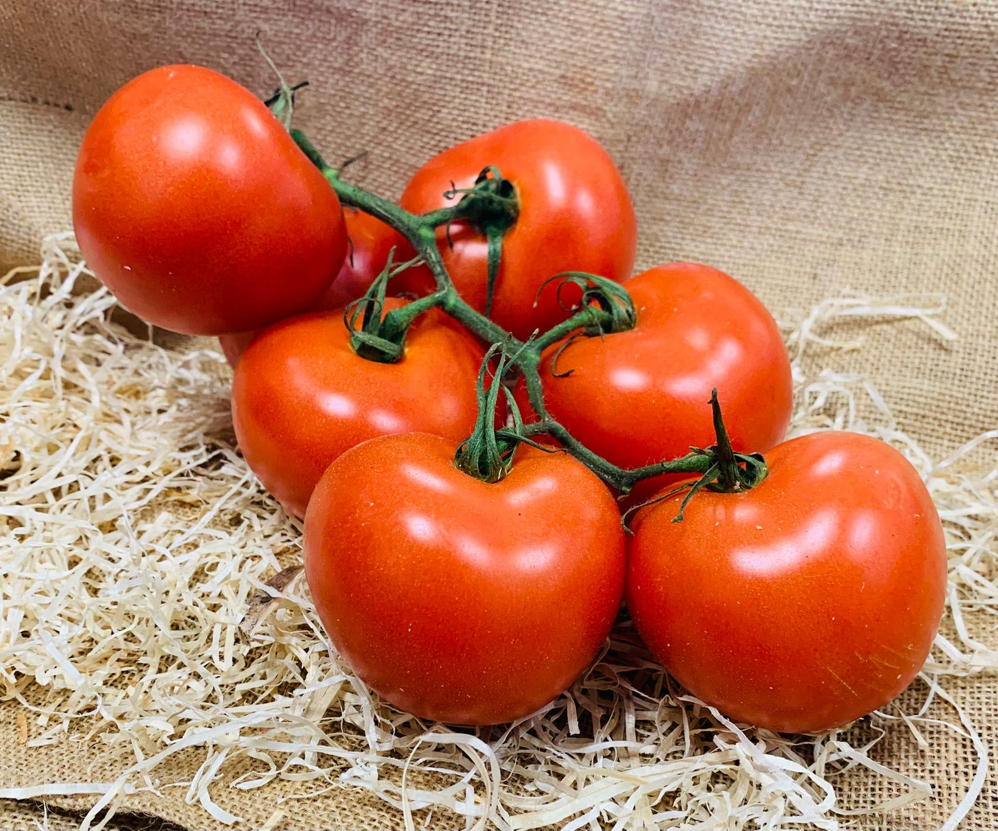 tomates grappes FR 34