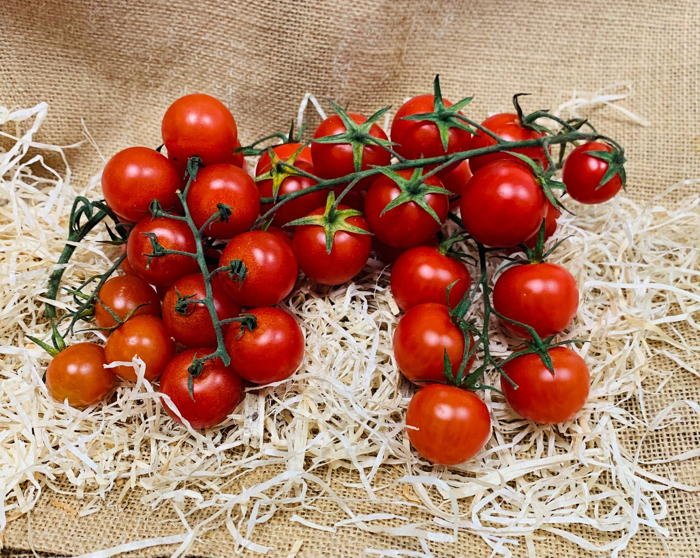 tomates cerises grappes FR34
