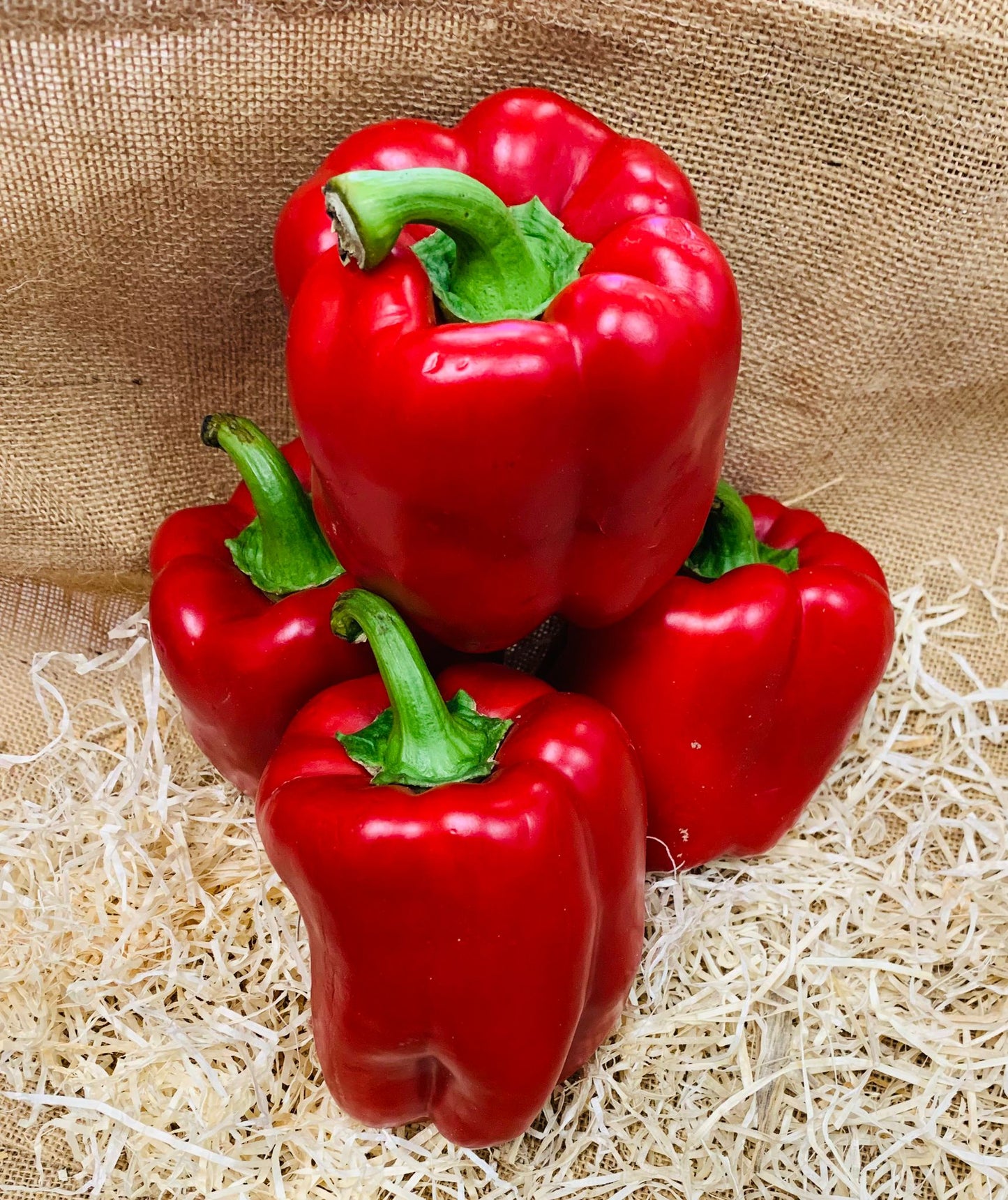 poivrons rouges đ