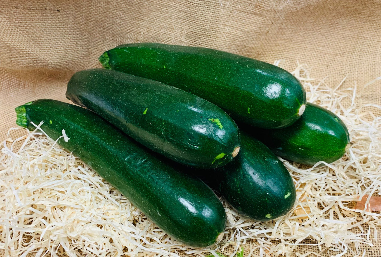 courgettes longues FR