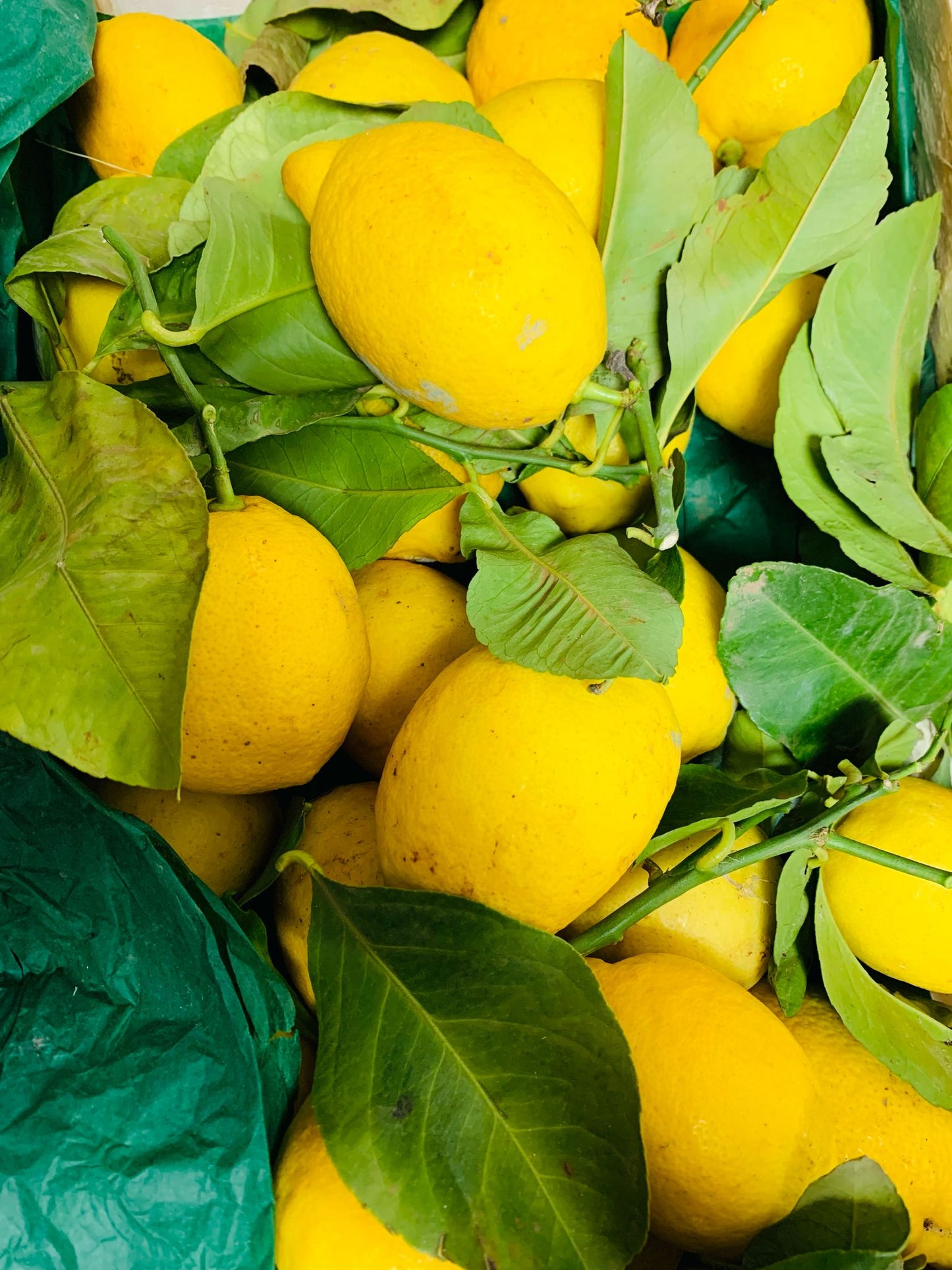 citron bio đ