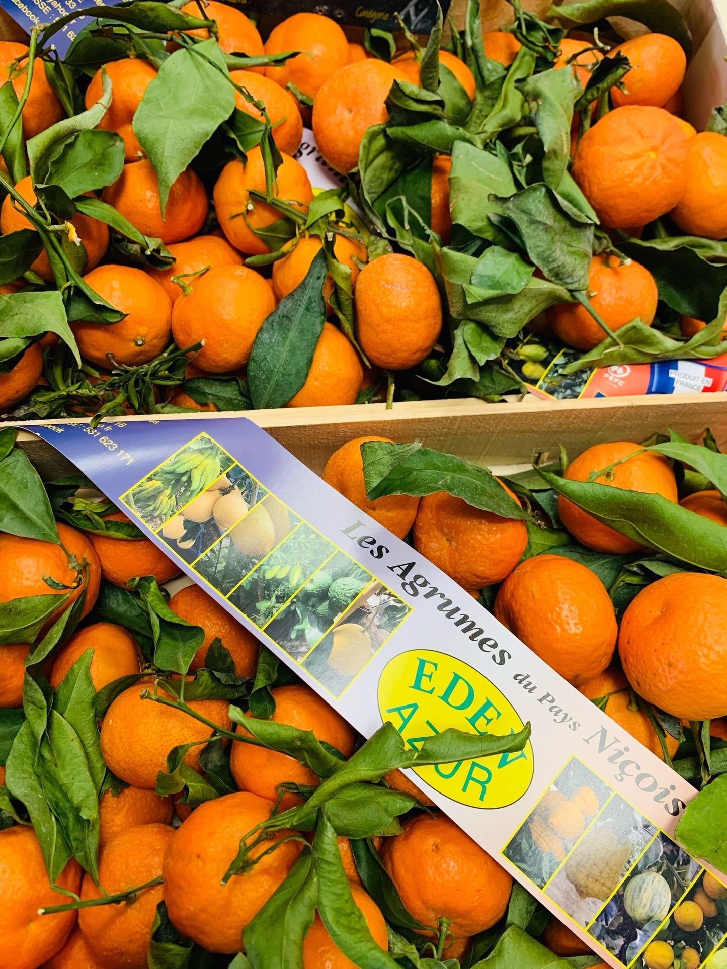 Clémentines NICE FR06