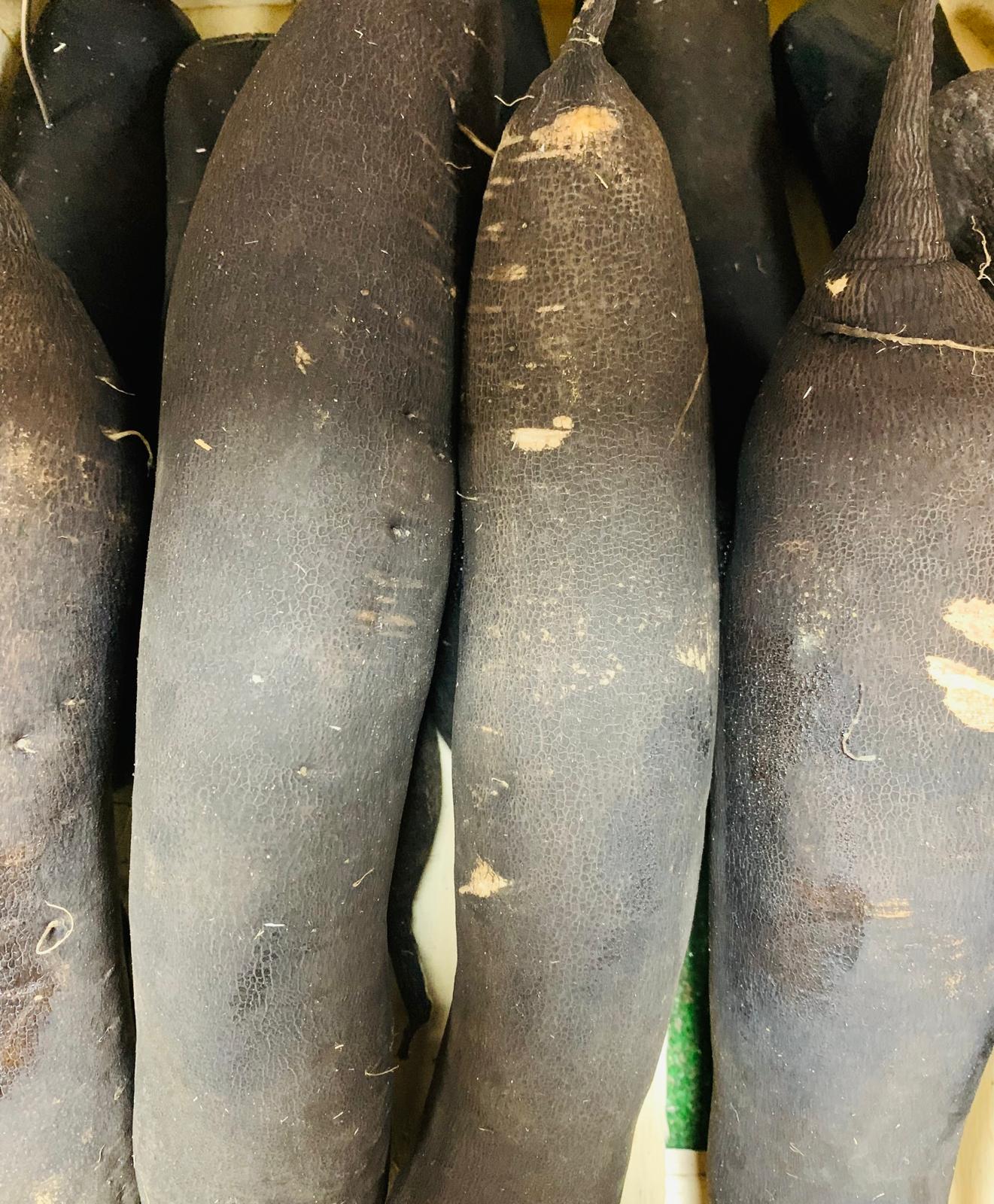 Radis noir (entre 300g et 500g) FR