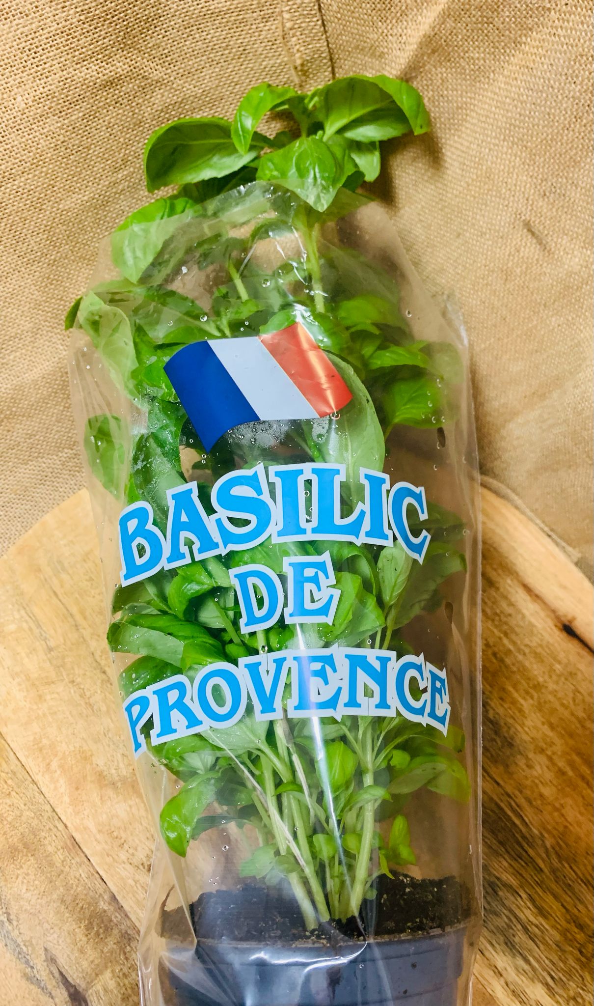 Basilic en pot FR