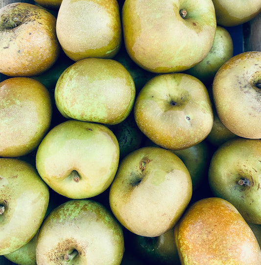 Pommes reinettes grises FR