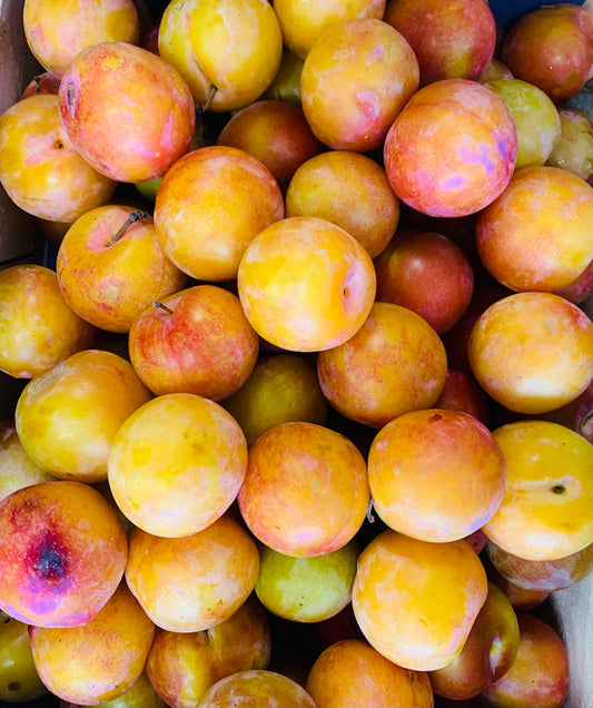 Prunes TC SUN  FR