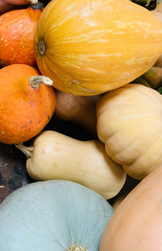 Courge FR 34