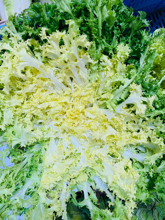 Salade frisée pièce FR 34